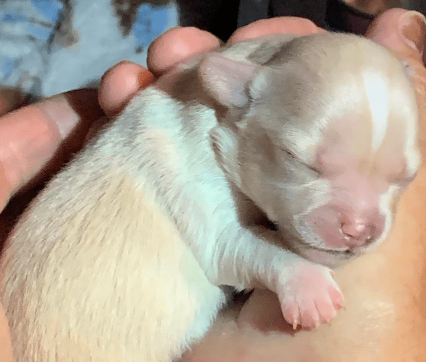 https://chihuahuapuppiesin.com/long-haired-chihuahua-puppies-for-sale/