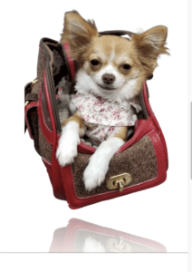 Small Dog Breeds Chihuahua Puppies for Sale