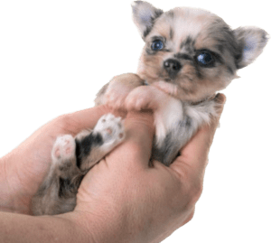 Chihuahua Puppies For Sale