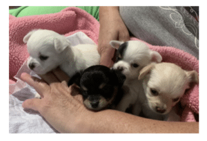 Chihuahua Puppies/Breed Info