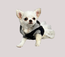 Small Dog Breed