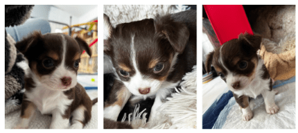 Chihuahua Puppies For Sale