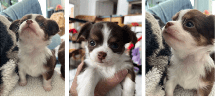 Chihuahua Puppies For Sale