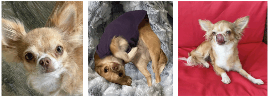 Chihuahua Puppies for sale