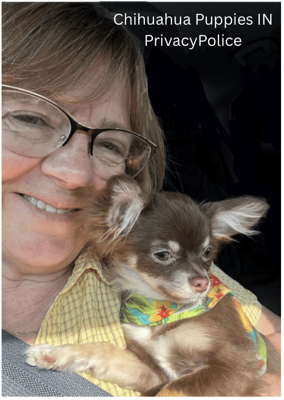 Chihuahua Puppies IN Privacy Police