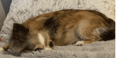 Chihuahua Puppies for sale