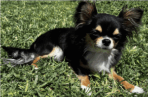 Available Chihuahua Puppies for sale