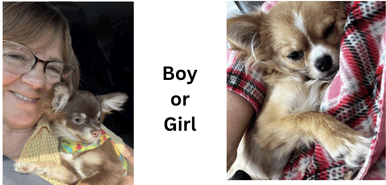 Boy or Girl