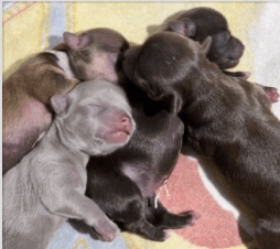 Apple Head Chihuahua