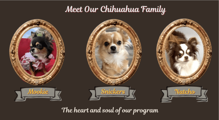 Chihuahua Puppies IN