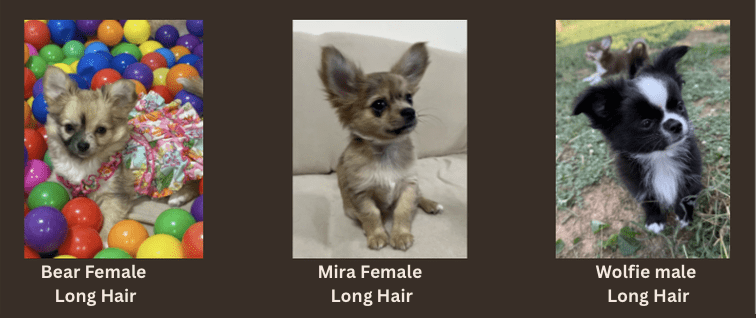 Chihuahua Puppies For Sale