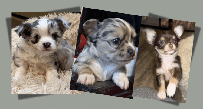 Ethical Chihuahua Breeder
