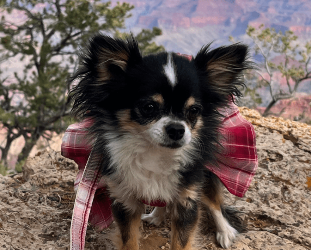 Teacup Chihuahua